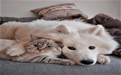 Dogs and cats lying on the sofa Wallpaper screenshot 1