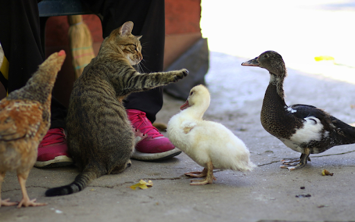 Domestic animals screenshot 1