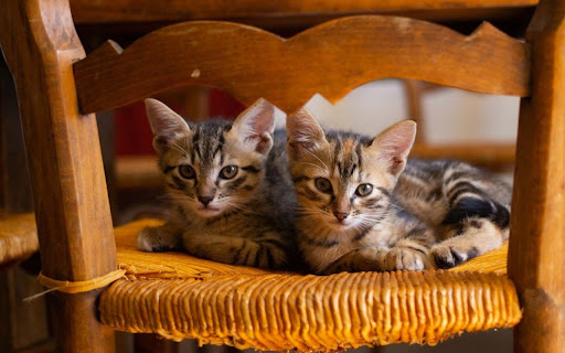 Double Cute Cat Theme screenshot 1