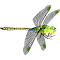 dragonfly logo