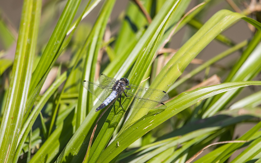 Dragonfly on the grass screenshot 1