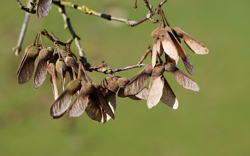 dried fruit screenshot 1