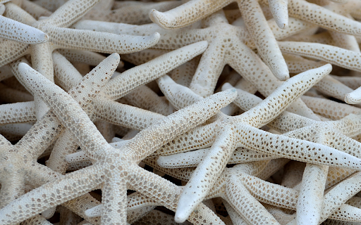 Dried starfish screenshot 1