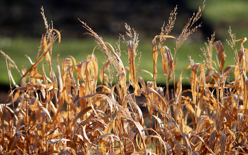 Dry Grass screenshot 1