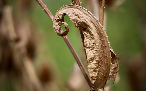 Dry hemp leaves screenshot 1
