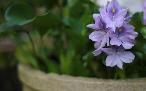 Duckweed drifted into the pot screenshot 1