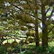 durian tree wallpaper full of fruit logo