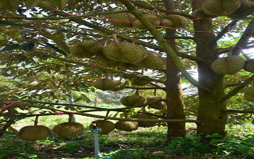durian tree wallpaper full of fruit screenshot 1
