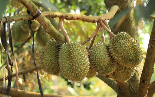 durian tree wallpaper with fruit screenshot 1