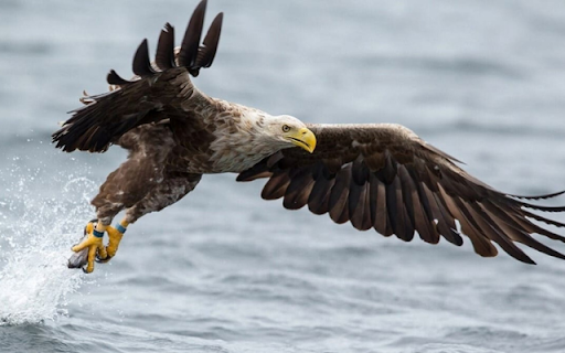 Eagle: The Majestic Ruler of the Skies screenshot 1