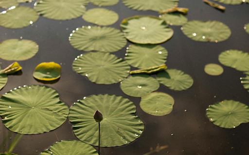 Early Season Lotus screenshot 1