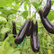 Eggplant Tree logo