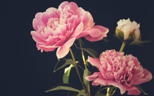 Elegant Peony Blooms Against Dark Backdrop screenshot 1