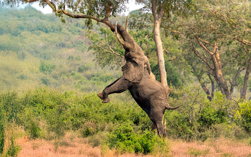 Elephant and the Long Tusk screenshot 1