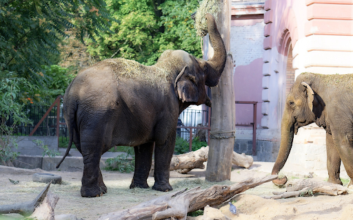 Elephants are friends of the people screenshot 1