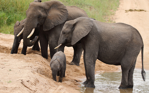 Elephants on the sand screenshot 1