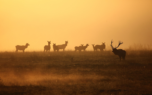 Elk Herd at Sunrise screenshot 1