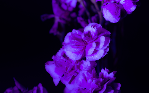 Embrace Elegance with the Flower Purple screenshot 1