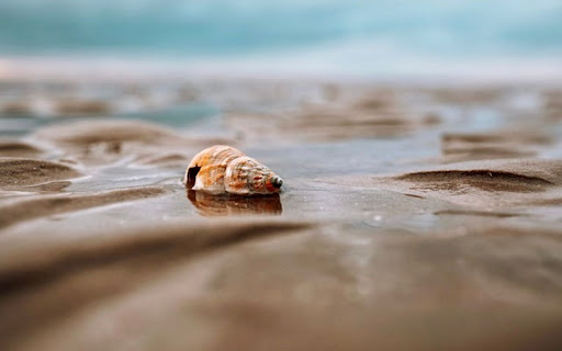 ENCLOSURE THEME screenshot 1