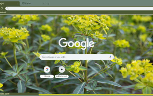 Euphorbia screenshot 1