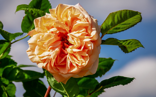 Fading yellow roses screenshot 1