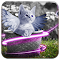 Fairy Kitten logo