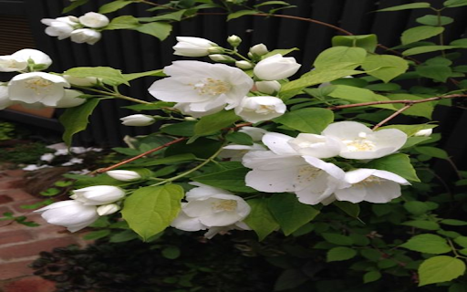 Fake jasmine wallpaper screenshot 1