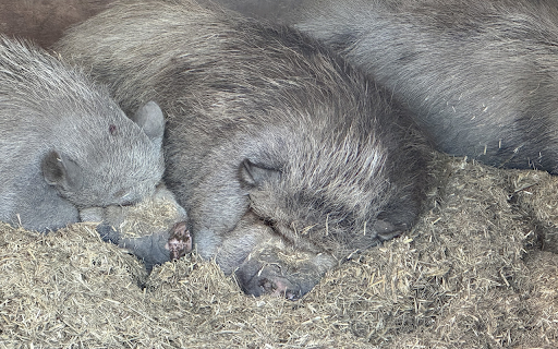 Fat black pigs screenshot 1