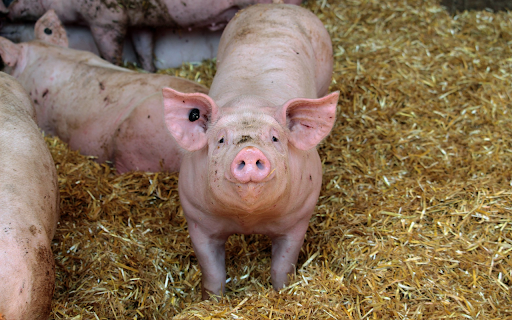 Fat Pigs screenshot 1