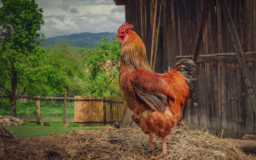 Fat Rooster screenshot 1