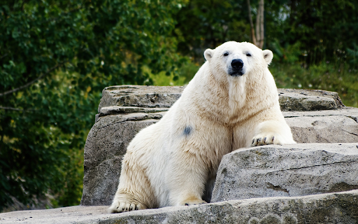 Fat white bear screenshot 1