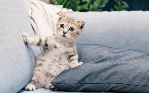 Fearful Kitten screenshot 1