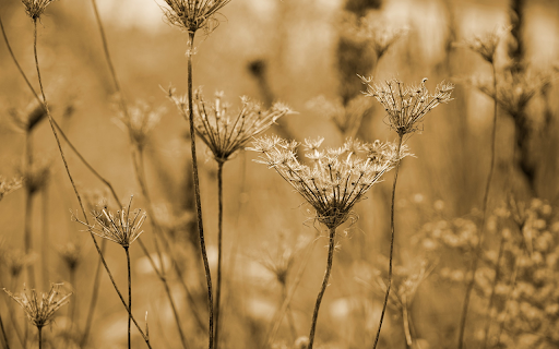 Field of dried flowers and grass screenshot 1