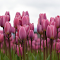 Field of purple    and pink tulips logo