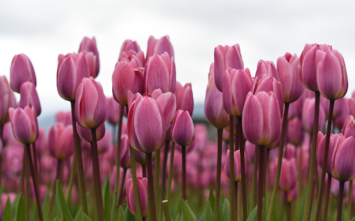 Field of purple    and pink tulips screenshot 1