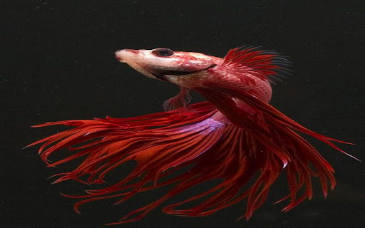 fighting fish wallpaper screenshot 1
