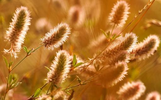 Finger flowers screenshot 1