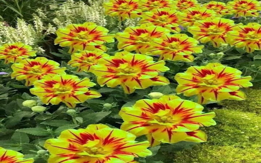 fire tulip wallpaper screenshot 1