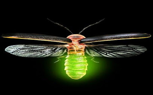 firefly wallpaper screenshot 1