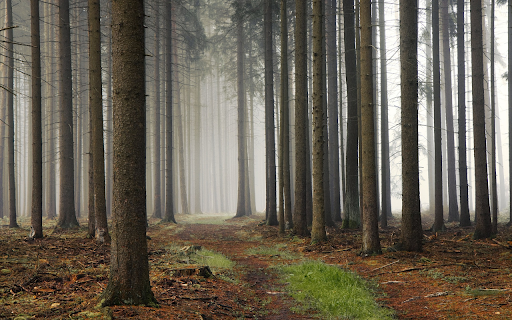 Firewood in the forest screenshot 1
