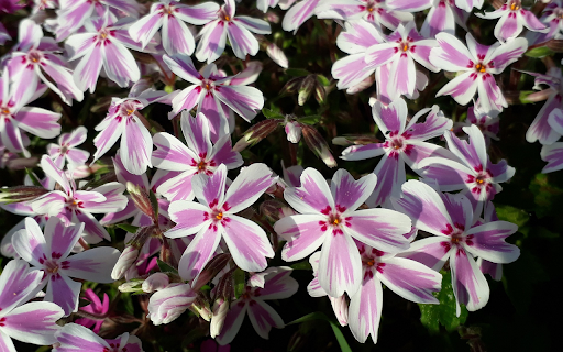 Five-petal flower screenshot 1