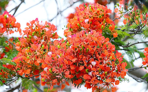 Flamboyant screenshot 1