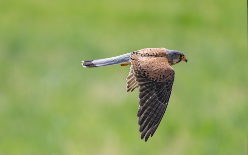 Flight of the Falcon screenshot 1