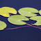 Floating Lily Pads on Dark Water logo