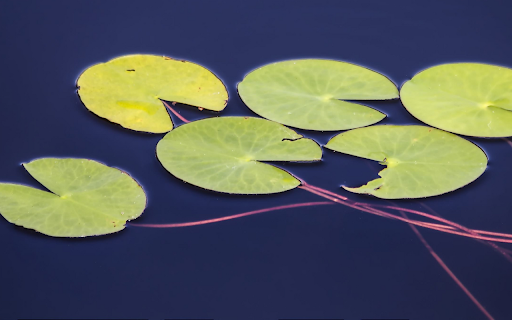 Floating Lily Pads on Dark Water screenshot 1