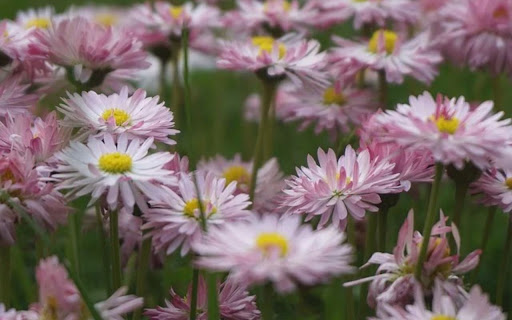 FLOWER 4 Theme screenshot 1