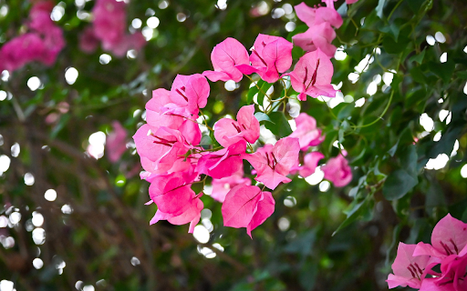 Flower Branches Swinging in the Wind screenshot 1