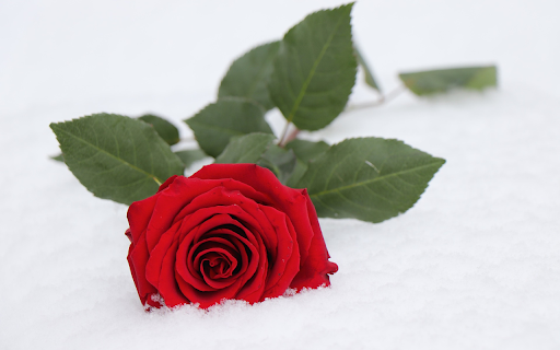 Flower buried in snow screenshot 1