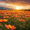 flower field wallpaper logo