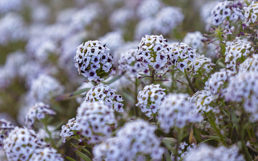 Flower garden blooms outdoors screenshot 1